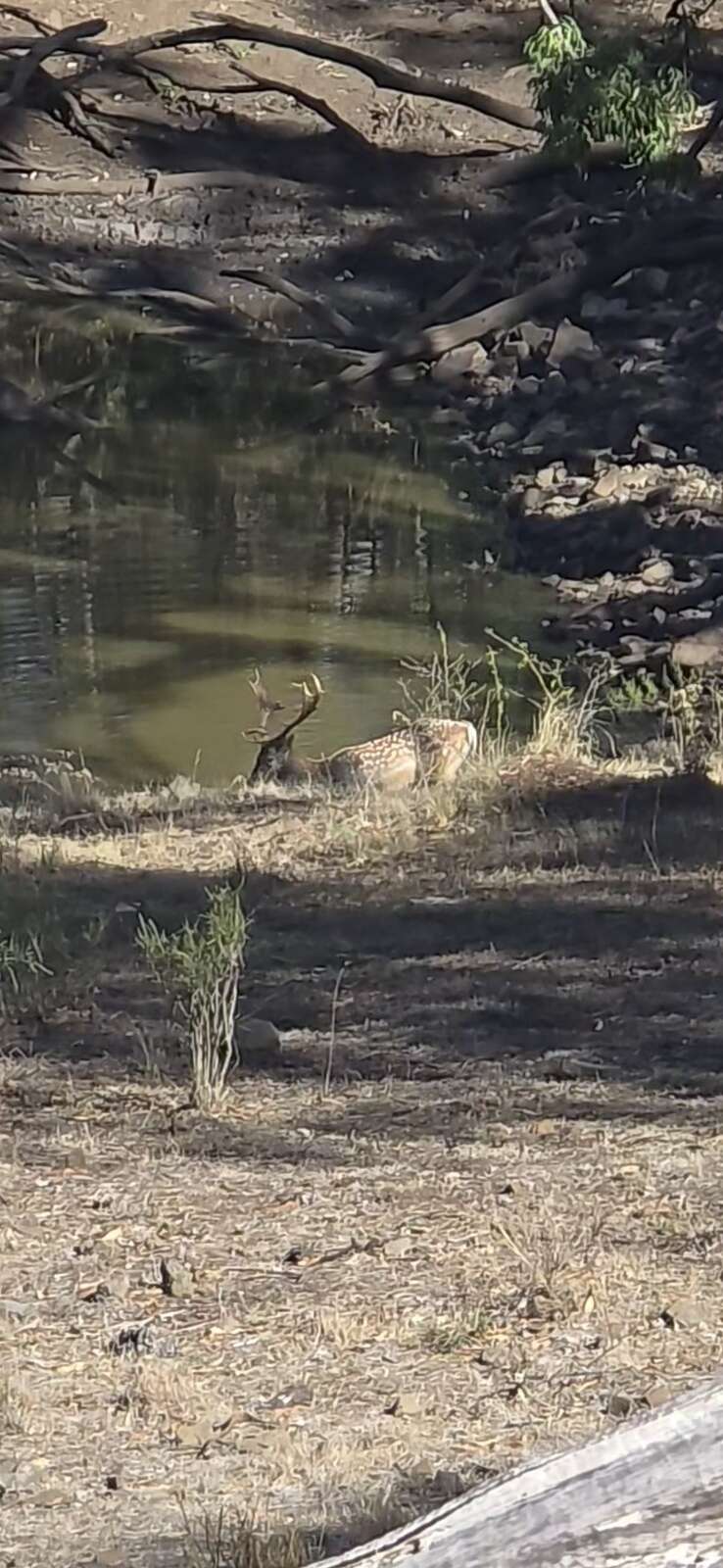 REDS IN THE HUNTER VALLEY HILLS