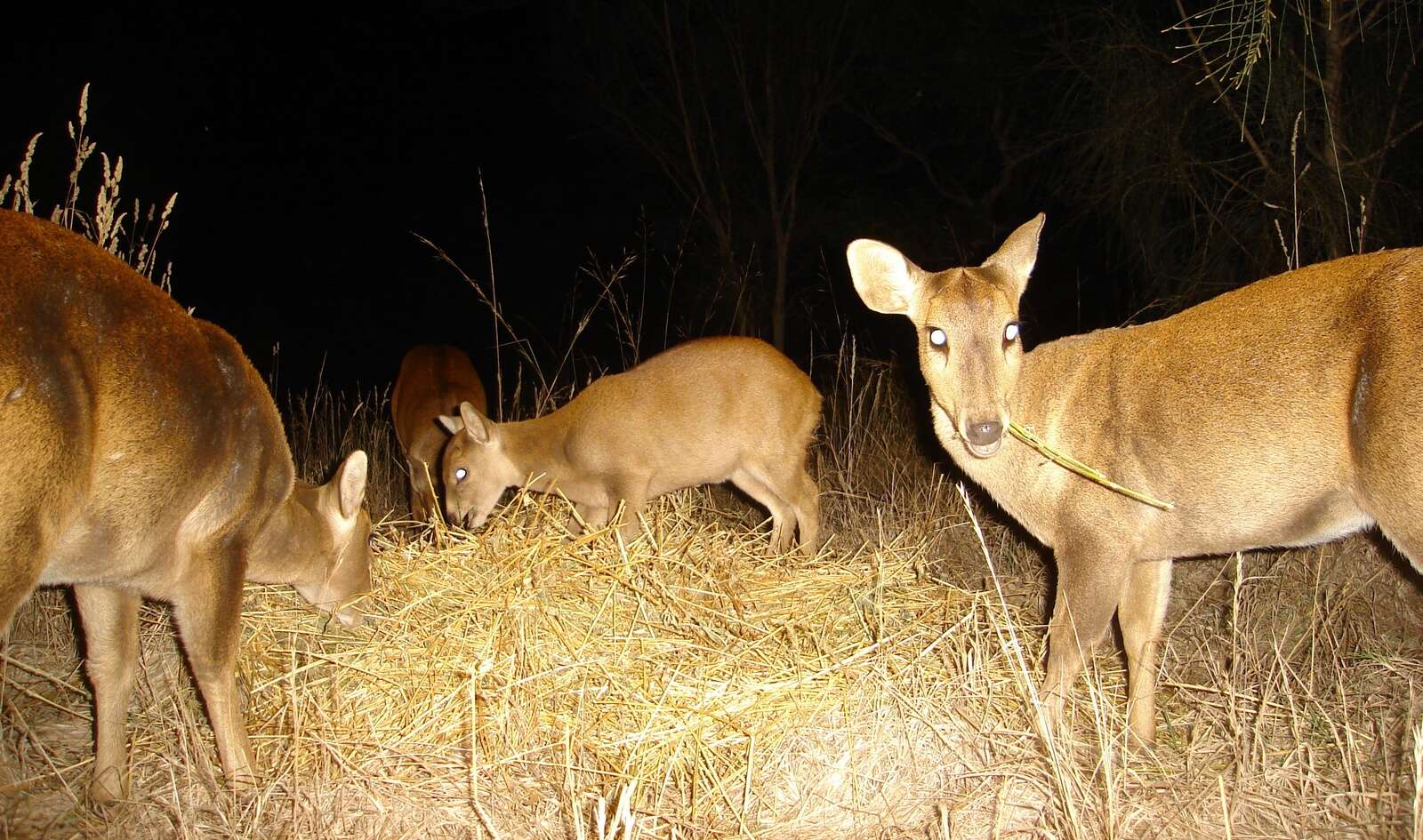 HOG DEER LOLLIES – SOME BASIC OBSERVATIONS