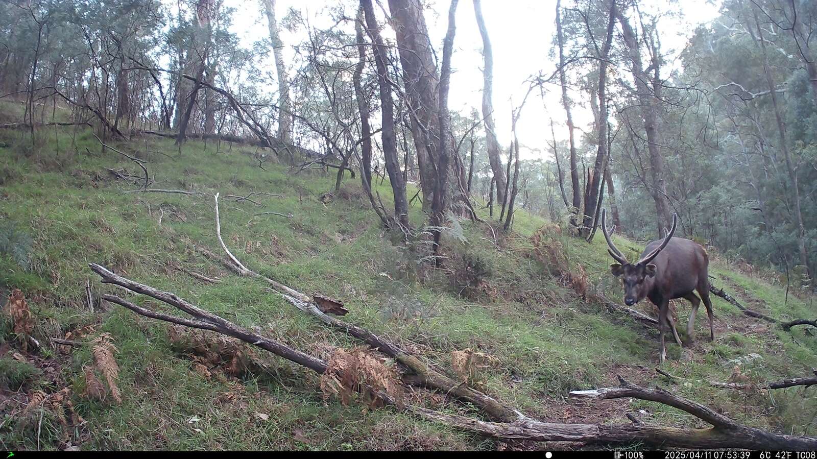 CHASING A DREAM STAG