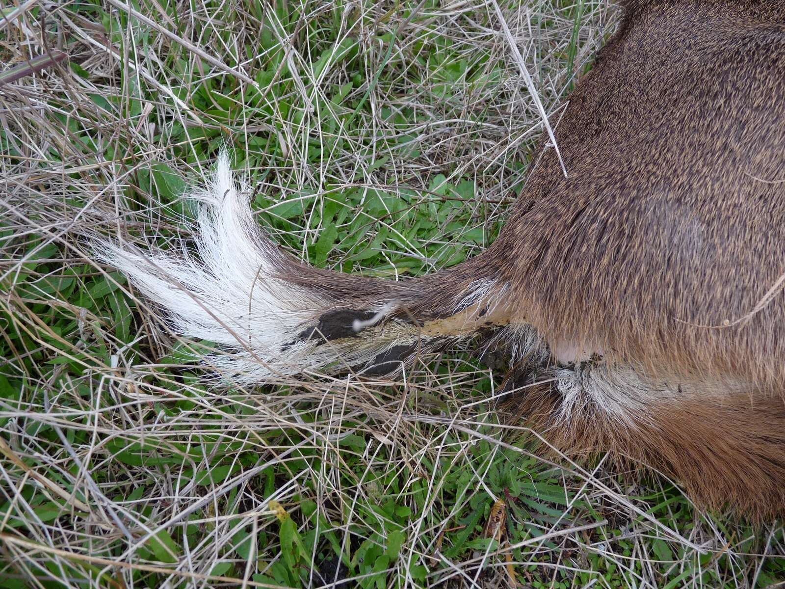 MALIGNANT CATARRHAL FEVER