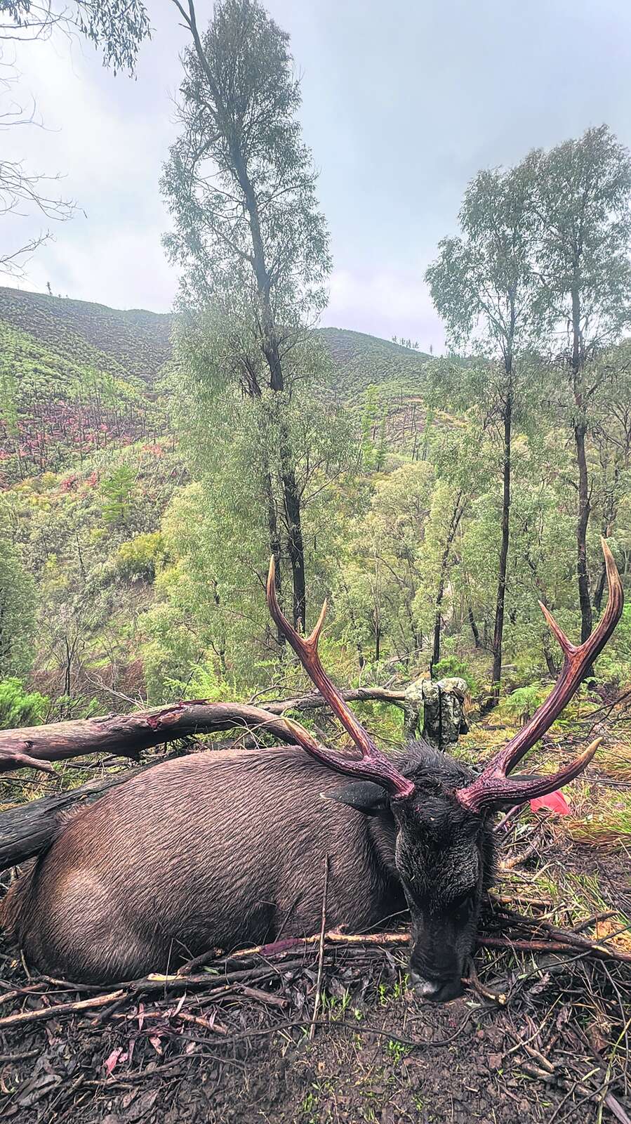 CHASING THE STAGS OF SOUTHERN NSW: A FIVE-DAY PUBLIC LAND HUNT