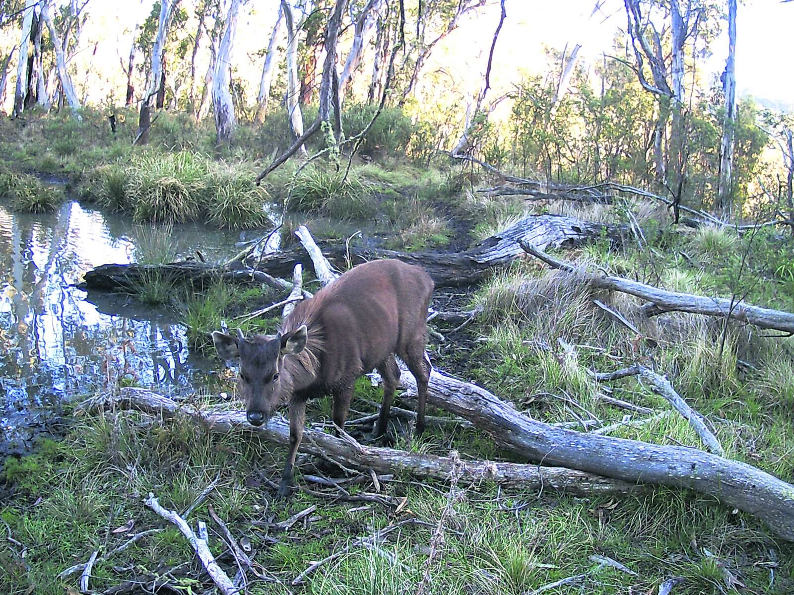 CENTRAL HIGHLANDS BUSHFEST 2025