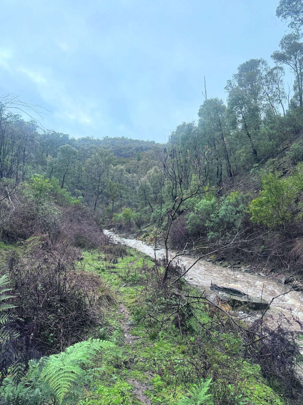 CHASING THE STAGS OF SOUTHERN NSW: A FIVE-DAY PUBLIC LAND HUNT