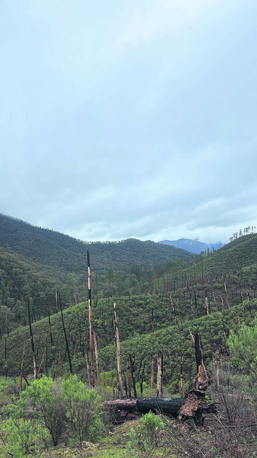 CHASING THE STAGS OF SOUTHERN NSW: A FIVE-DAY PUBLIC LAND HUNT