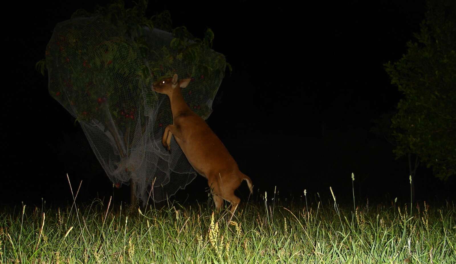 HOG DEER LOLLIES – SOME BASIC OBSERVATIONS