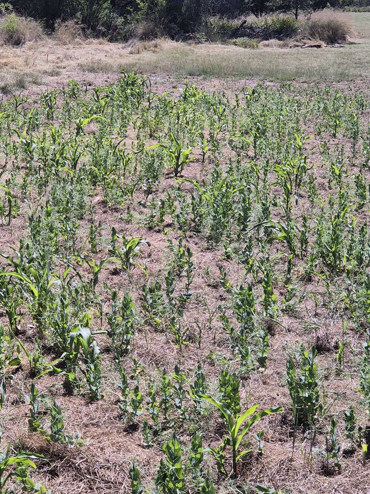 FOOD PLOTS FOR WILDLIFE